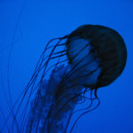 149期双色球开奖结果揭晓:头奖花落谁家引关注 8y78lhu1